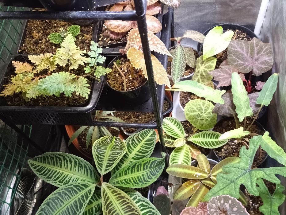 Rośliny do terrarium i paludarium – Alocasia Aurea Variegata, Episcia Magma