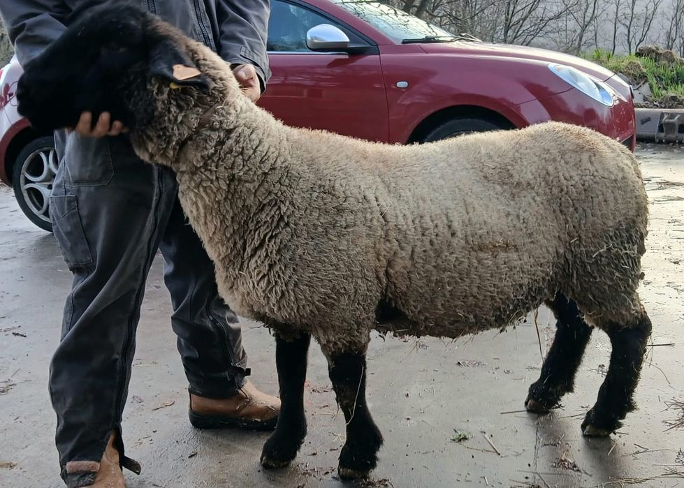 Ovelha suffolk com certificado