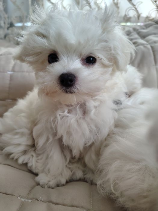 Продам мальтезе хлопчик