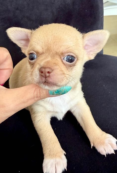 Chihuahua chłopiec mini