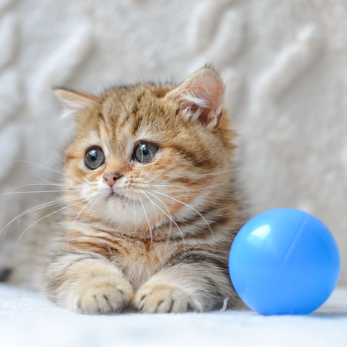 Київ. Милий котик манчкін
