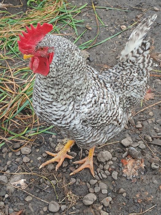 Півень!! Чеський Домінант