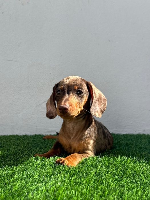 Daschund Kaninchen Arlequim Chocolate o mais pequeno de todos os Teckel