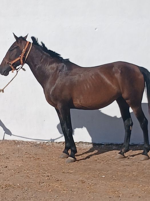 vendo egua montada engatada mansa