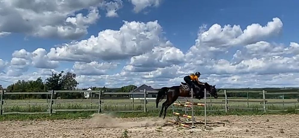 Sprzedam walacha westfalskiego, po LANDACORD