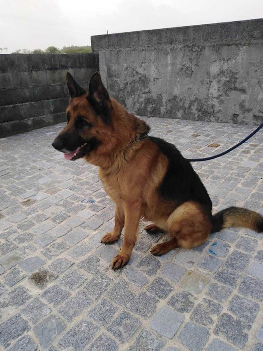 Pastor alemão disponivel