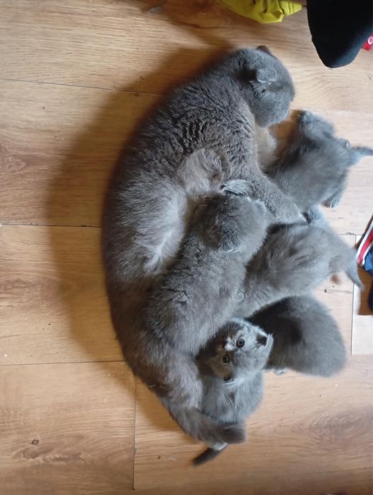 Приймаю замовлення на котиків весловухих британок!