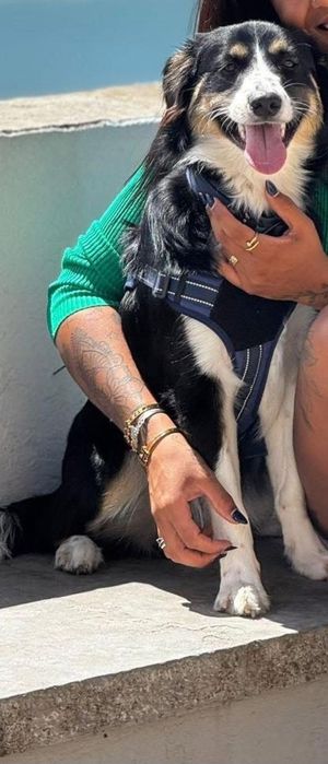 Caezinhos de 1 ano e 7 meses para adoção conjunta