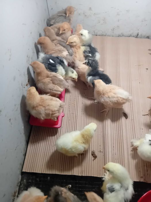 Galinhas de Raça PURA
