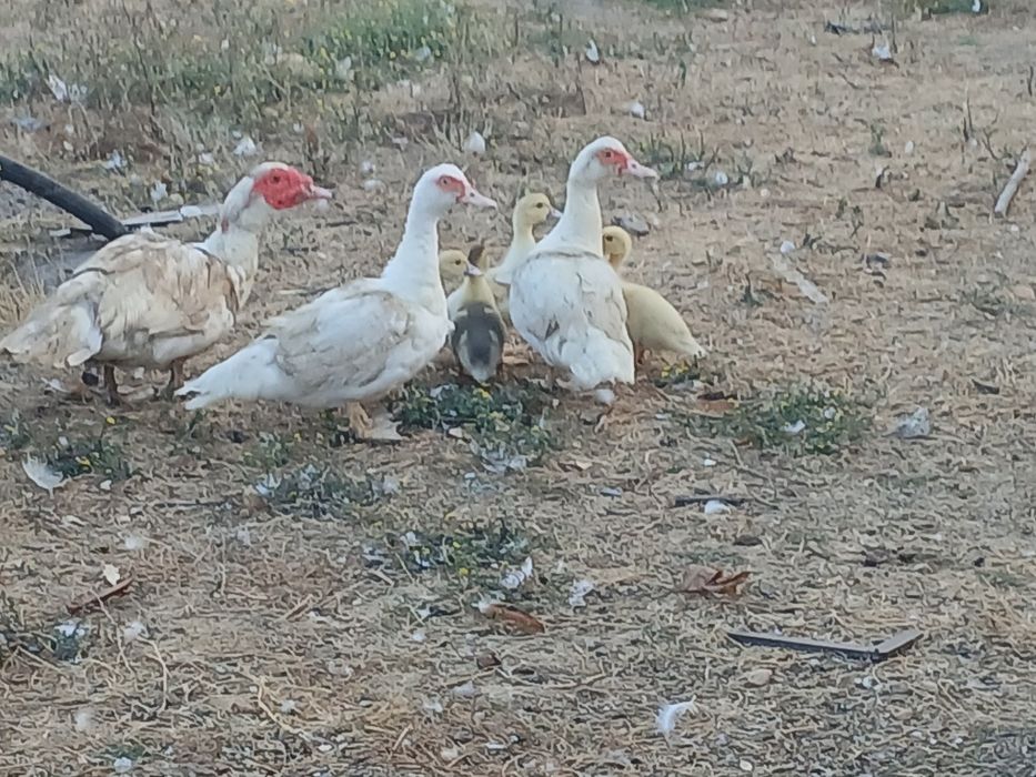 Casal de patos mudos