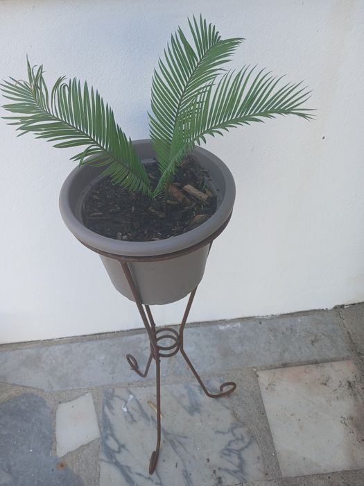 Ofereço o apoio e o vaso,na compra Palmeira Sagu(Cycas revoluta)
