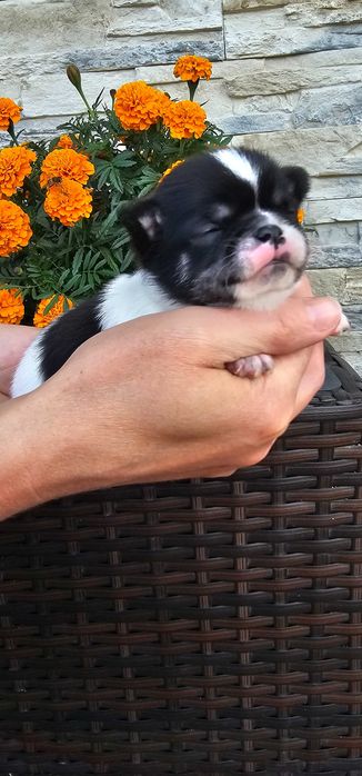 Chihuahua piesek piękny bialo czarny