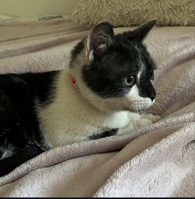 Котик безкоштовно