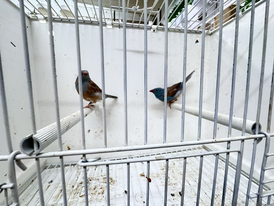 Para cedencia cadal peito celeste