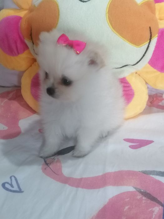 Spitz alemão mini