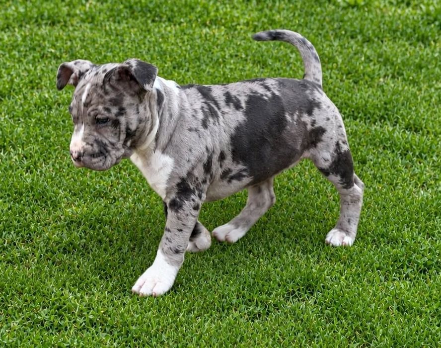 Gotowa do odbioru!!! Sunia Merle! American Staffordshire Terrier 2026 ***Złota Granda ***