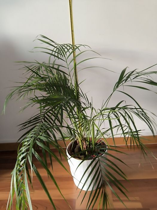Planta palmeira Areca