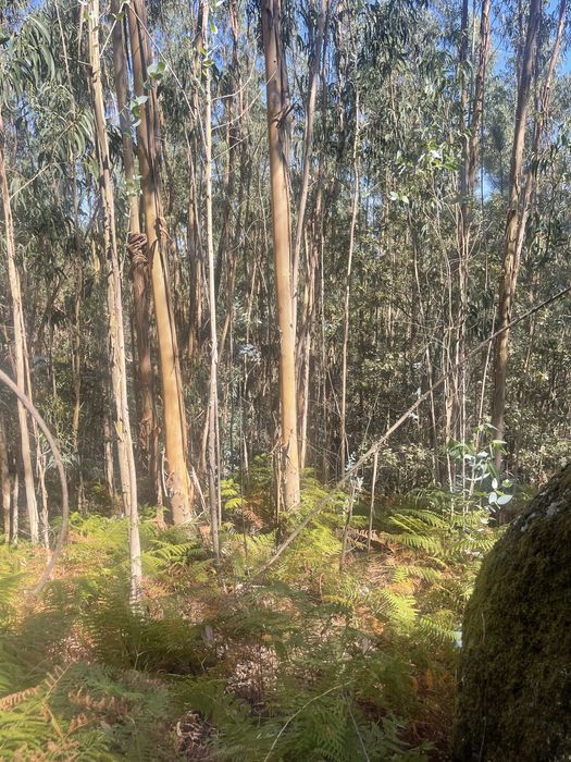 Terreno eucalipal - Proximo a nova rentabilização