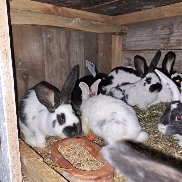 Samiec rex i młode mieszańce