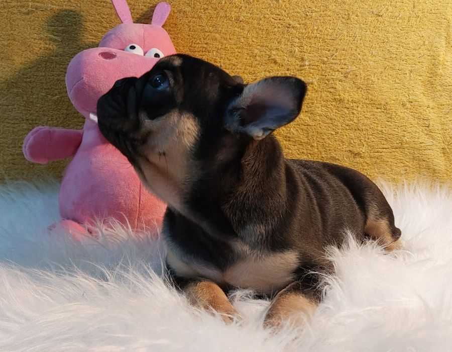 Bulldog Francês Black Tan Macho