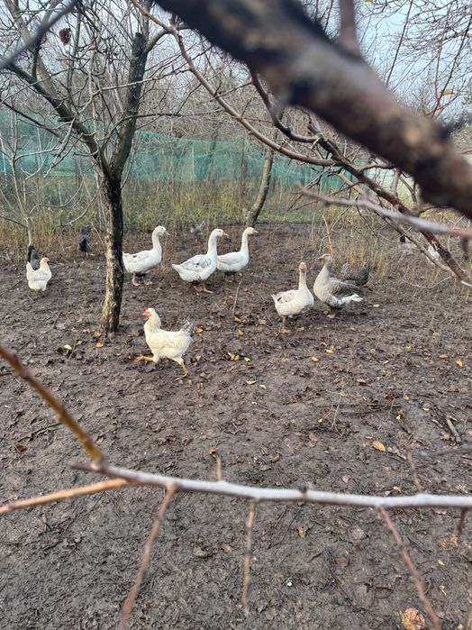 Продам семью гусей мамутов. Есть гусь и гусыня.