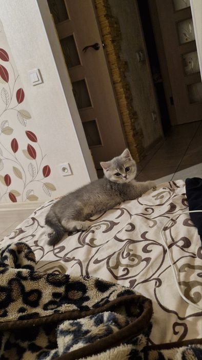 Шотландские котята