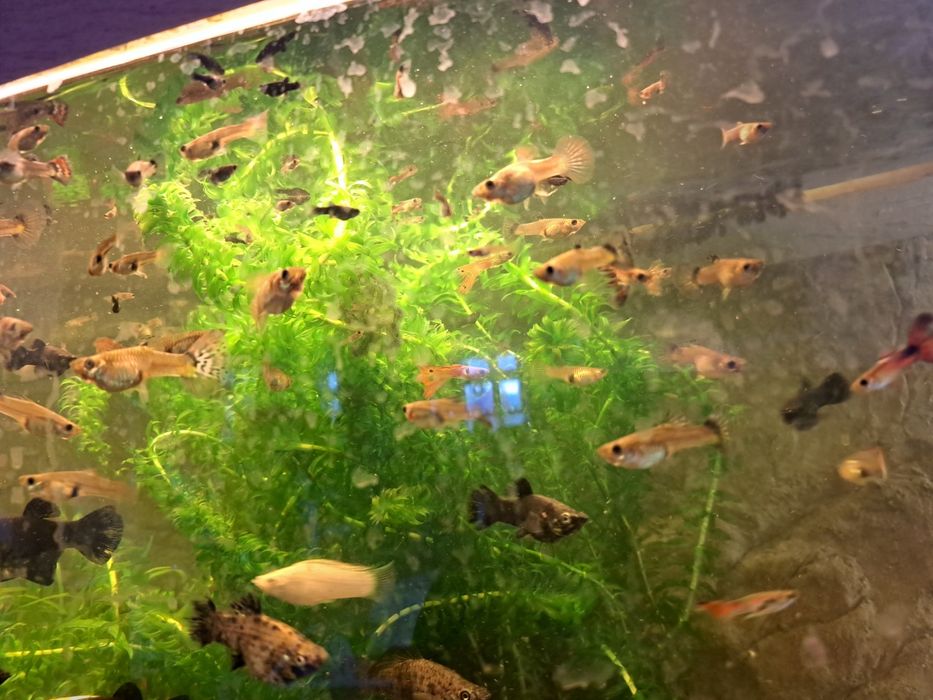 sprzedam rybki Molinezje