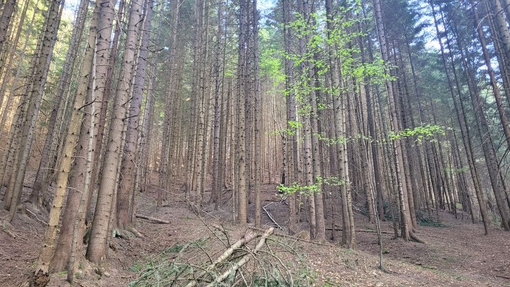 Działka leśna - las