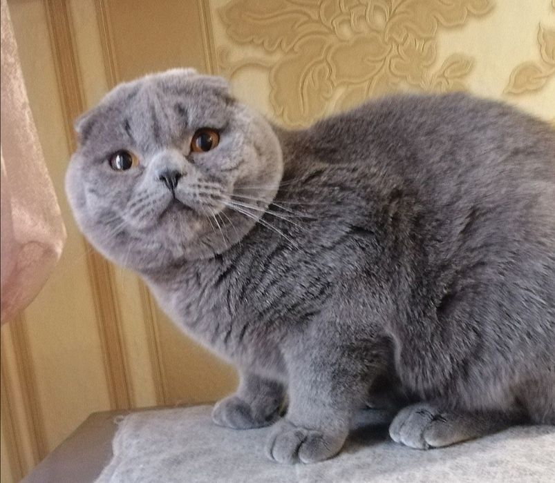 Гарний висловухий котик на вязку