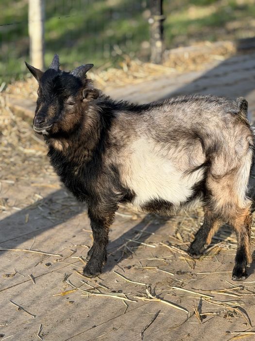 Capek Miniaturka Dyzio  na sprzedaż