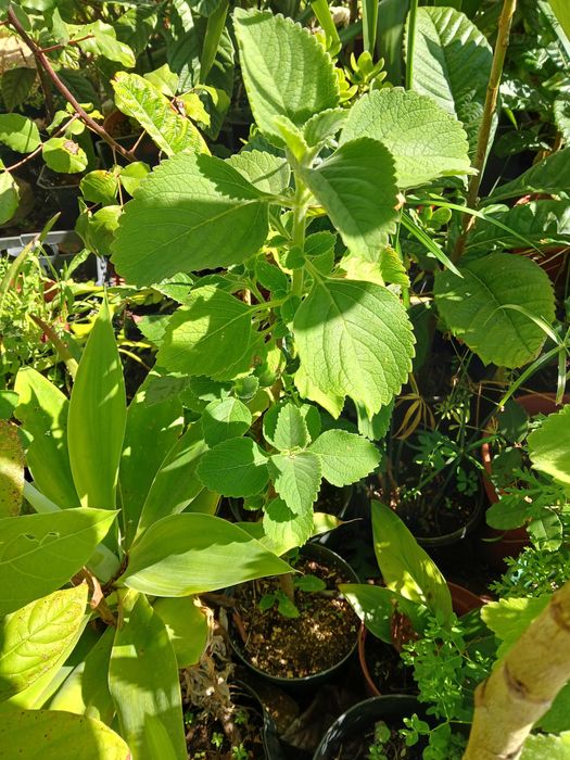 Planta bolbo em vaso