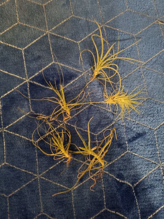 Тилландсия криптантус