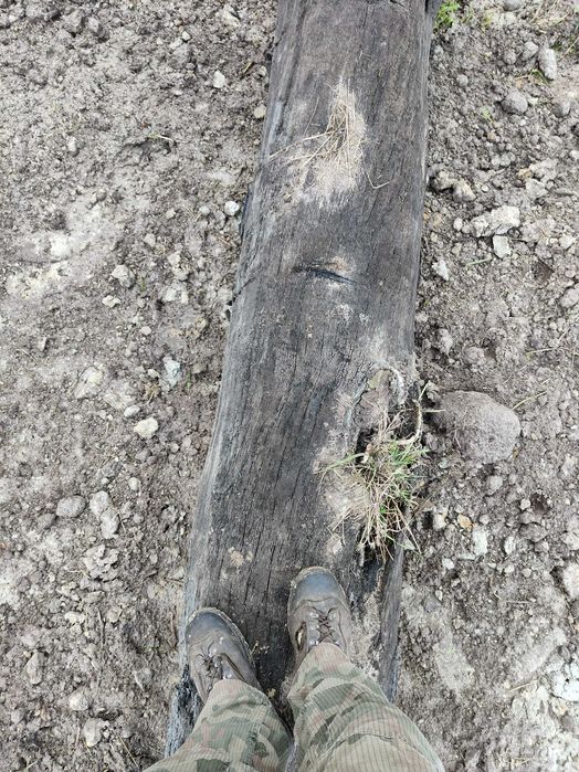 Sprzedam kłodę czarnego dębu.