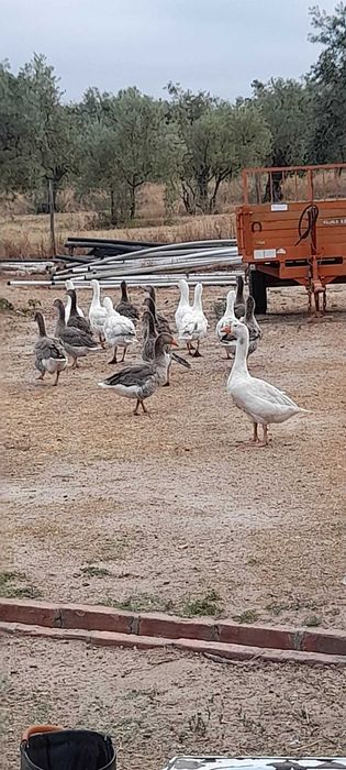Gansos toulouse para venda