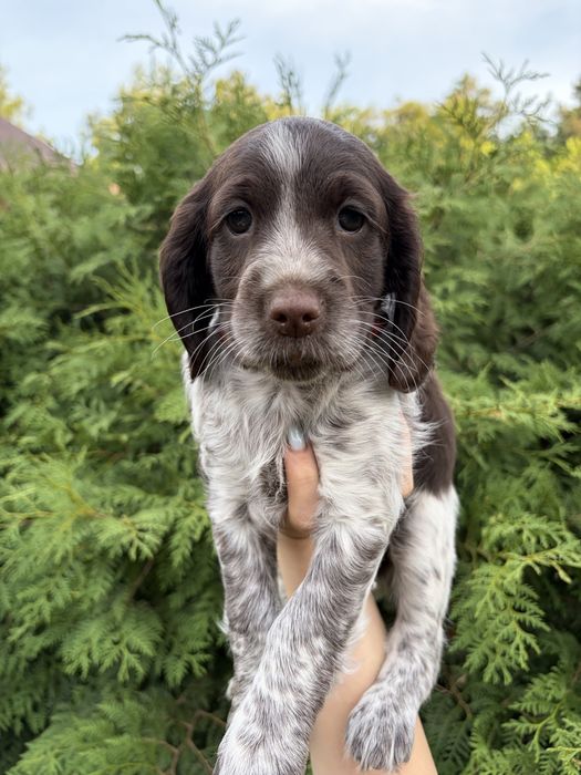 Polski Spaniel Myśliwski - szczeniak (Zkwp)