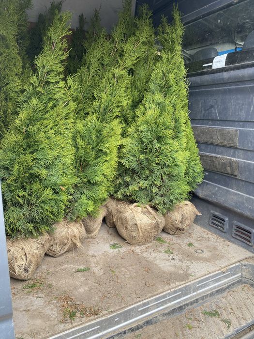 Tuja Tuje szmaragd 140 cm   - NASIELSK