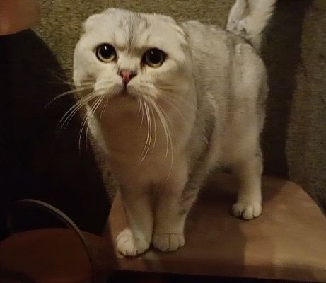 Скоріш фолд срібна шиншила.