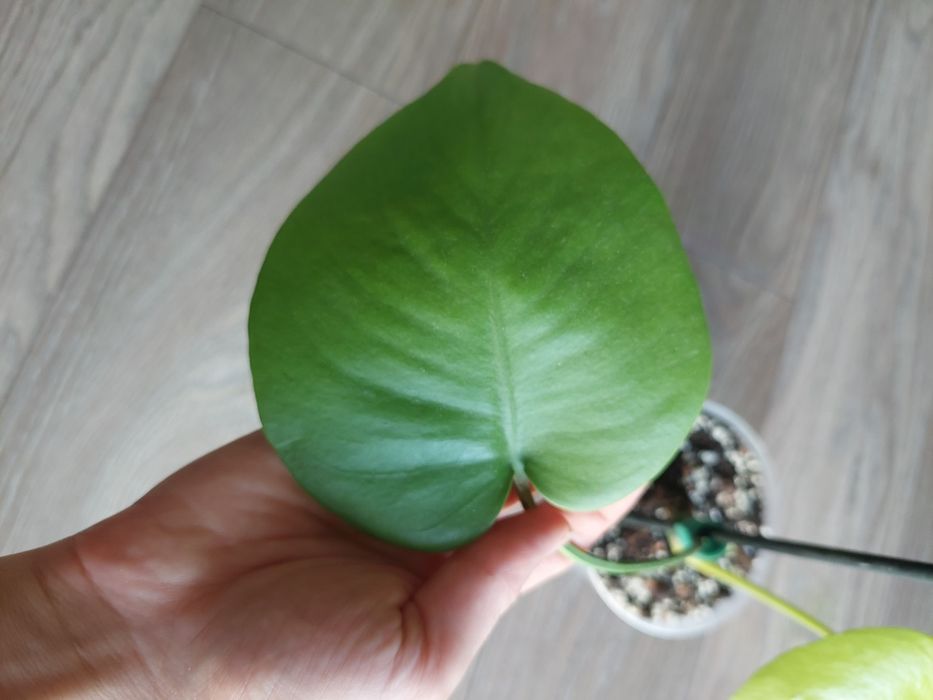 Monstera golden compacta