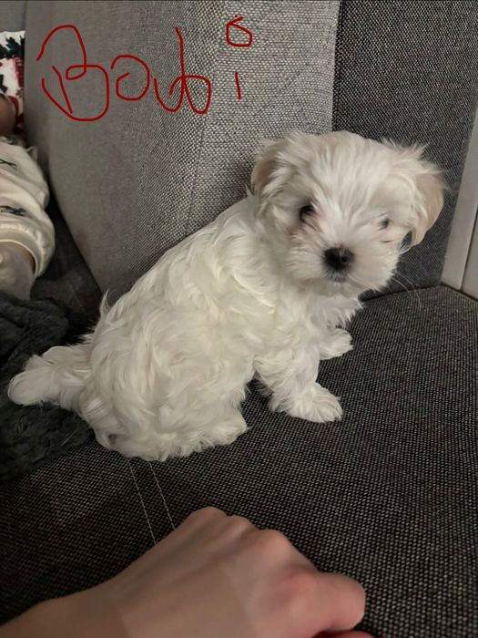 Maltańczyki Zhpr Uci