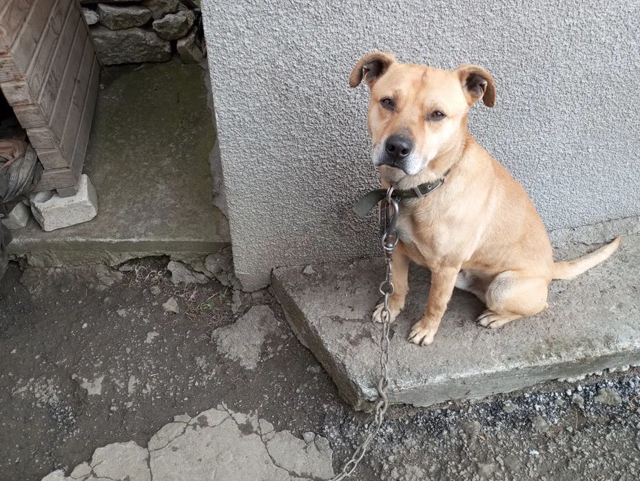 Срочно продам собаку пітбуля хлопчик адекватний