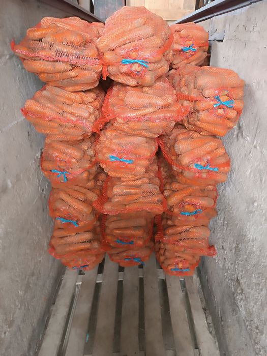 Морква сорт Канада  і Болівар