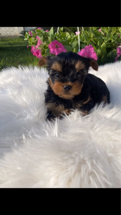 Йорк терєр з паспортом