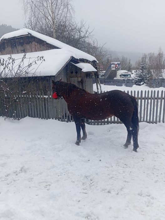 Продам робочу кобилу 9 років.