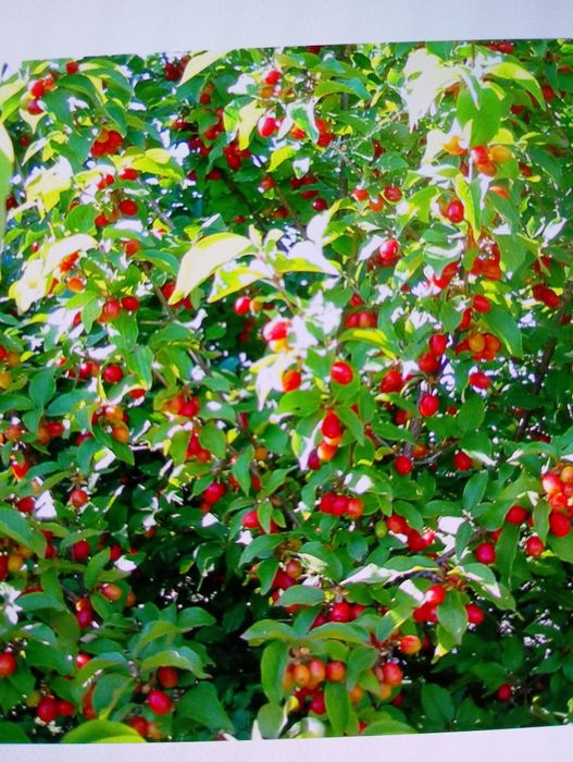 Кизил продам недорого