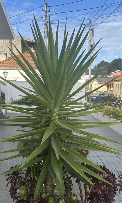 Plantas iucas para jardins ou para vasos