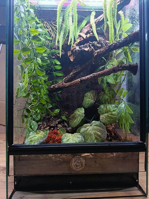 Terrarium 30x30x50 od ręki gekon