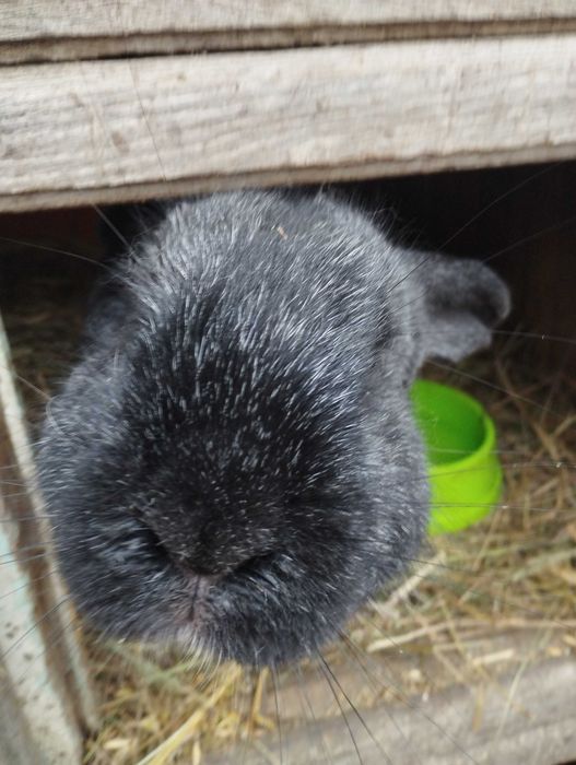 Продам кроликов . Возраст от 1,5 месяцев до 2 х.