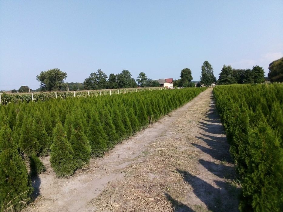 Szmaragd, Brabant, Blue Arrow! Dostawa i sadzenie tuje do 250 cm!