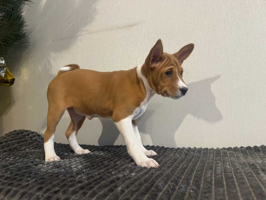 Szczenię rasy Basenji Hodowla Frayko FCI