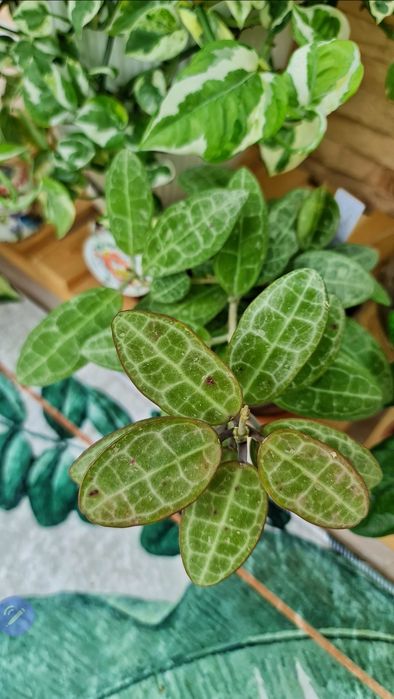 Продам Hoya Elliptica splash